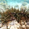 Crown-of-thorns starfish covering coral on Great Barrier Reef.